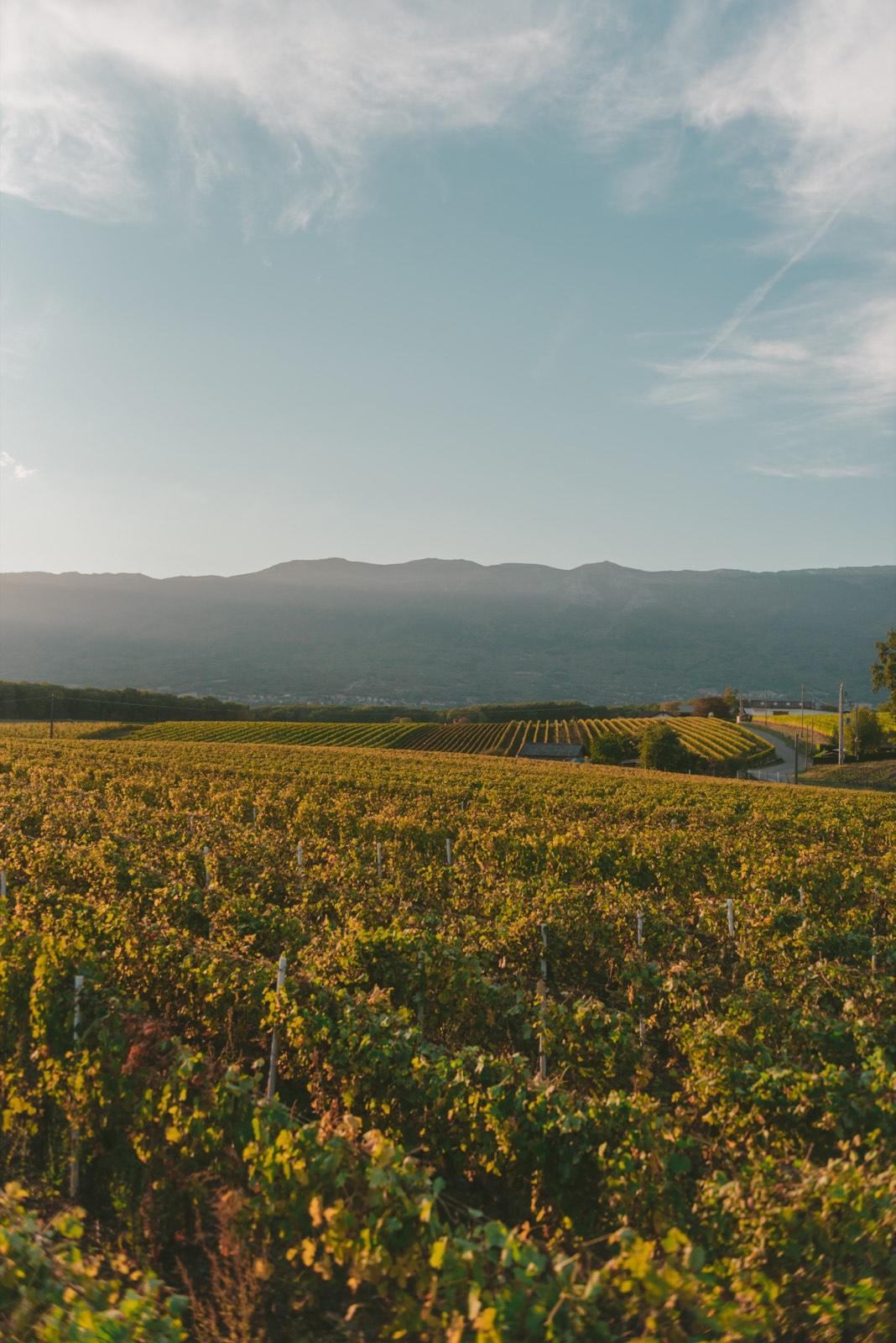 Vineyard rows at golden hour